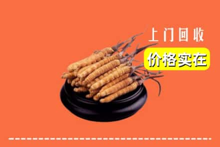 德宏陇川县回收冬虫夏草